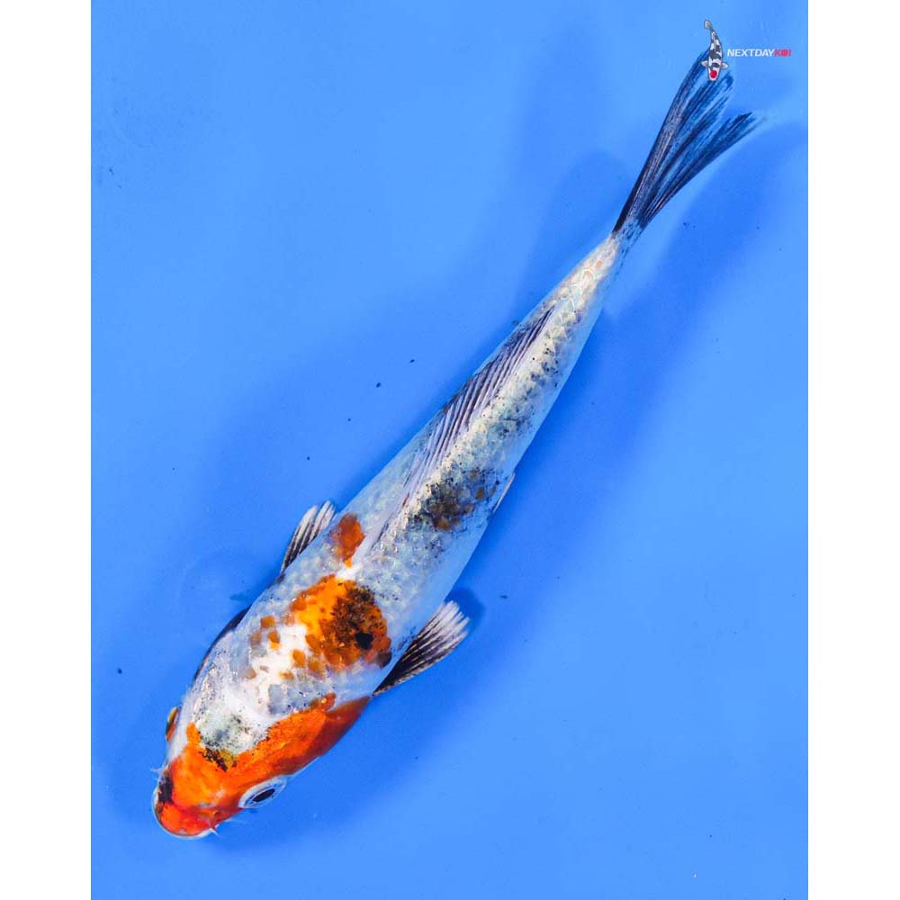 6” Imported Kin Showa