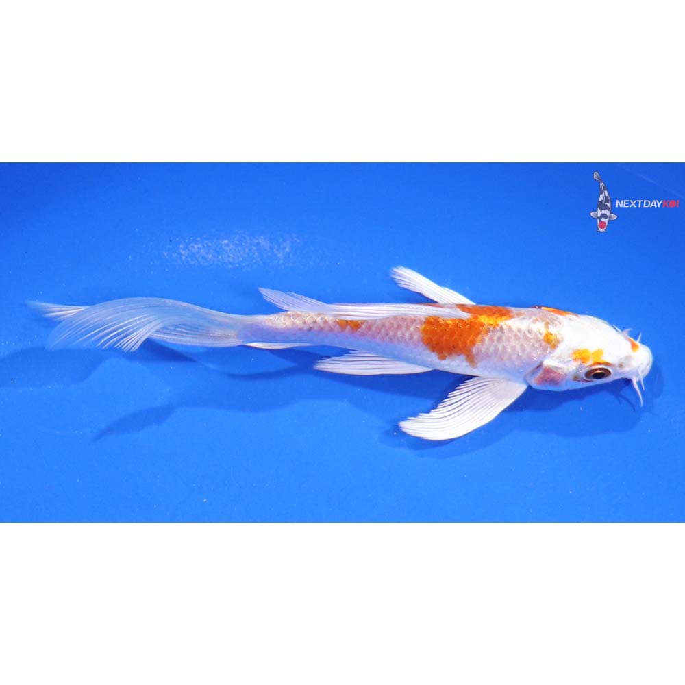 5” Imported Hariwake Butterfly Koi