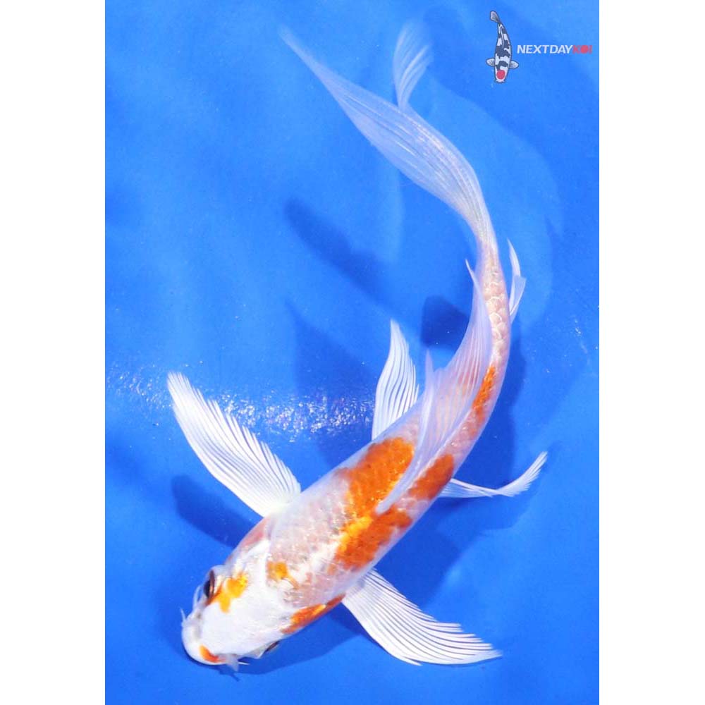 5” Imported Hariwake Butterfly Koi