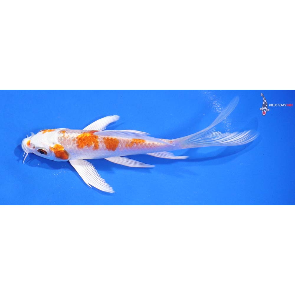 5” Imported Hariwake Butterfly Koi