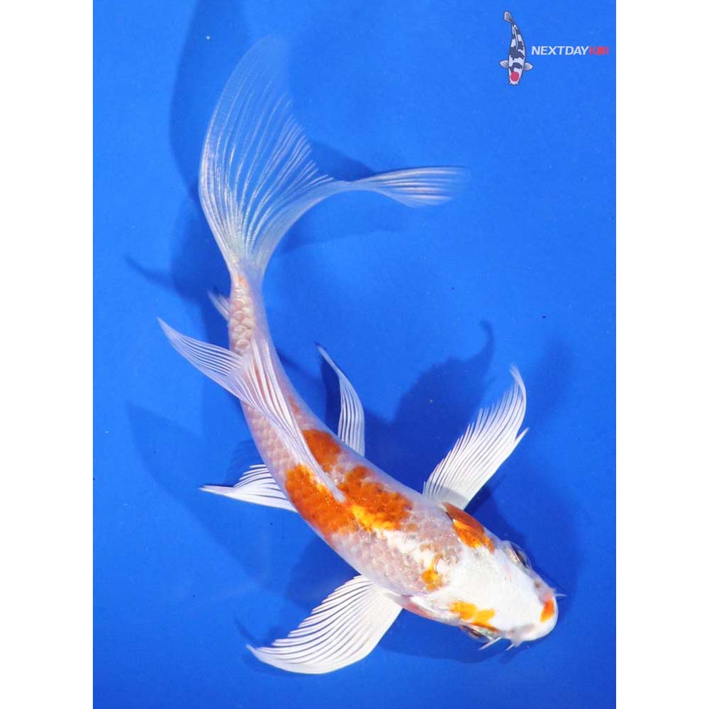 5” Imported Hariwake Butterfly Koi