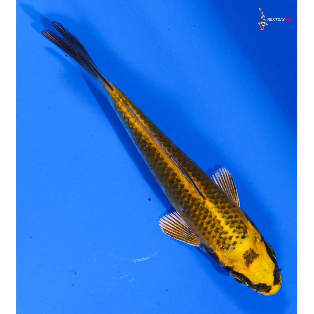 4” Imported Kujaku