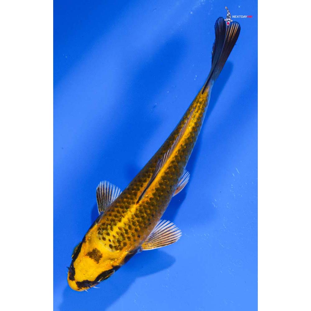 4” Imported Kujaku