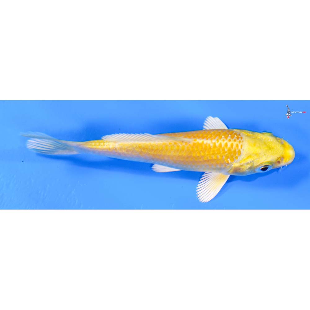 4” Imported Yamabuki Ogon