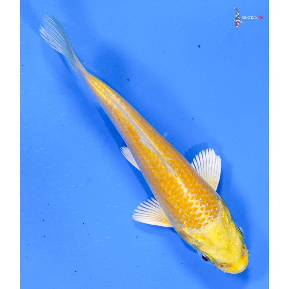 4” Imported Yamabuki Ogon