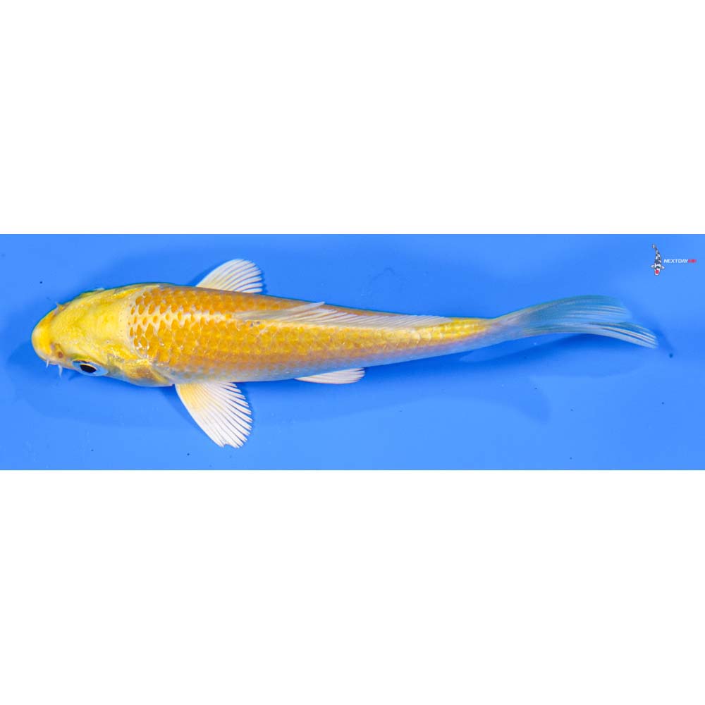 4” Imported Yamabuki Ogon