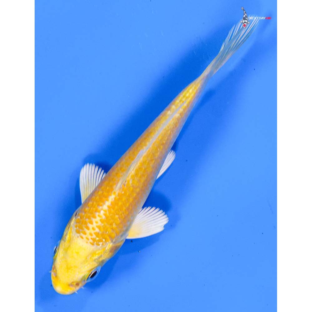 4” Imported Yamabuki Ogon