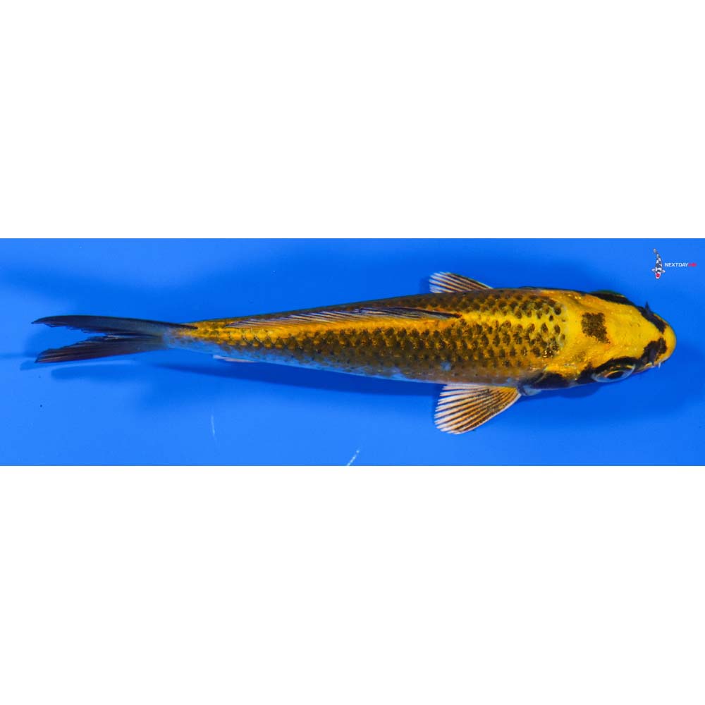 4” Imported Kujaku
