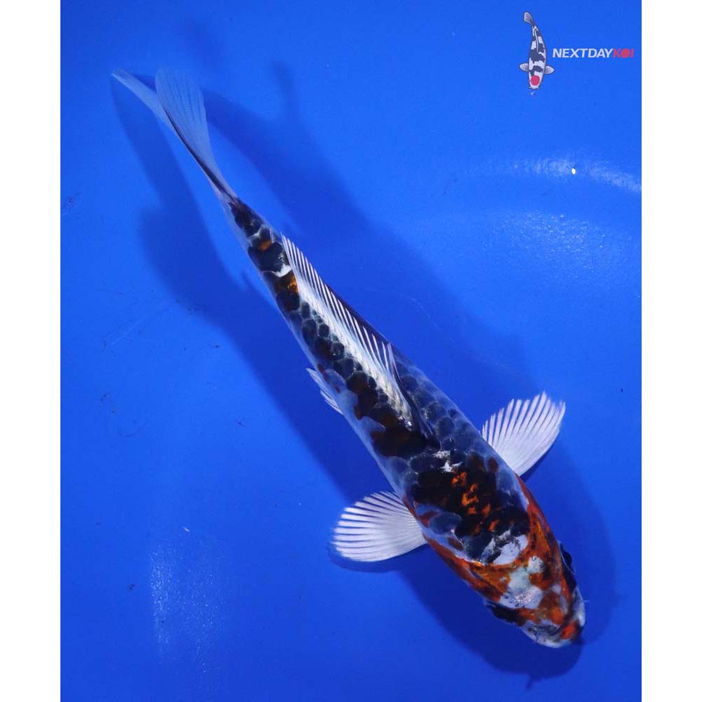 5.5” Imported Armor Scaled Kujaku