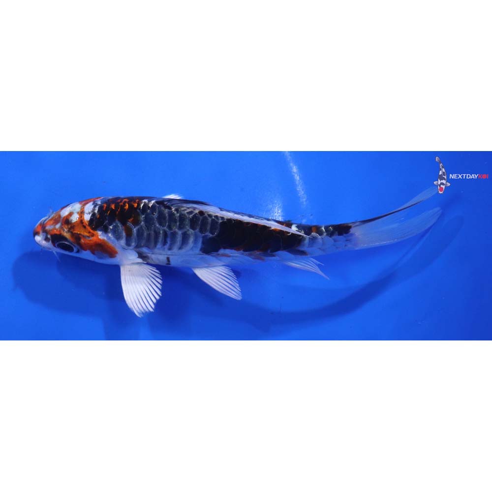 5.5” Imported Armor Scaled Kujaku