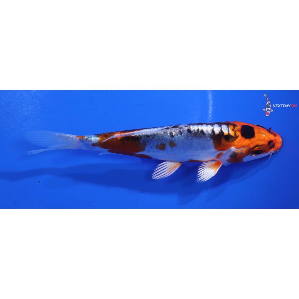 5.5” Imported Heisei Nishiki
