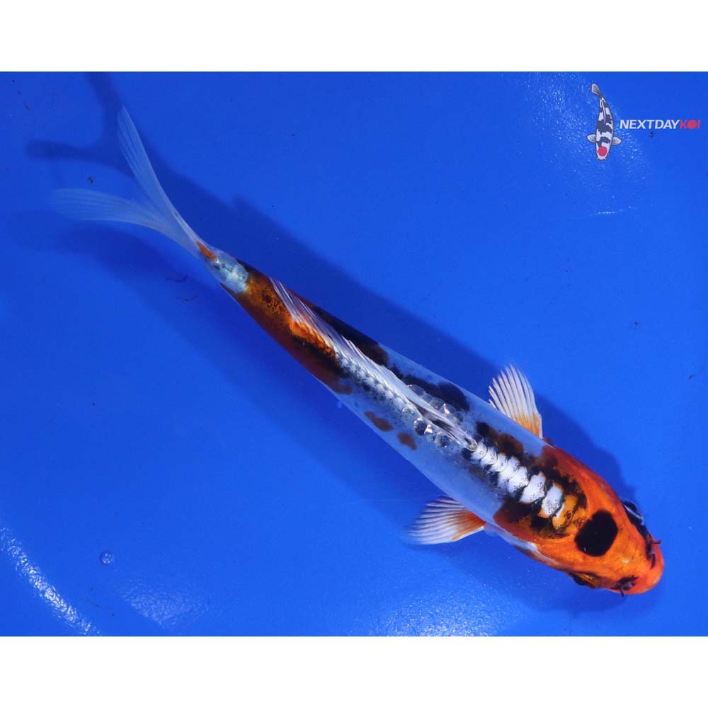 5.5” Imported Heisei Nishiki