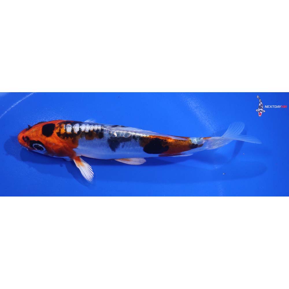 5.5” Imported Heisei Nishiki