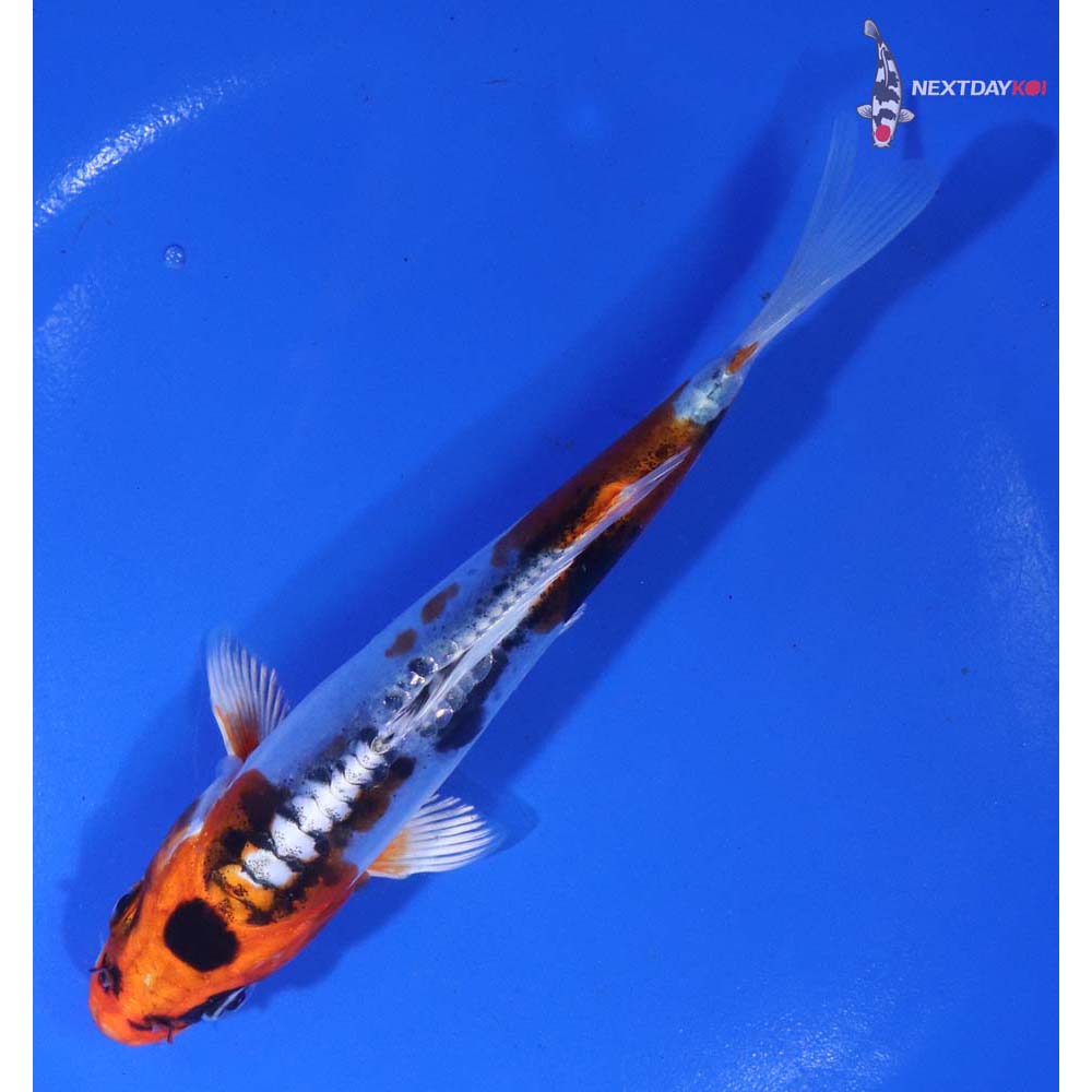 5.5” Imported Heisei Nishiki