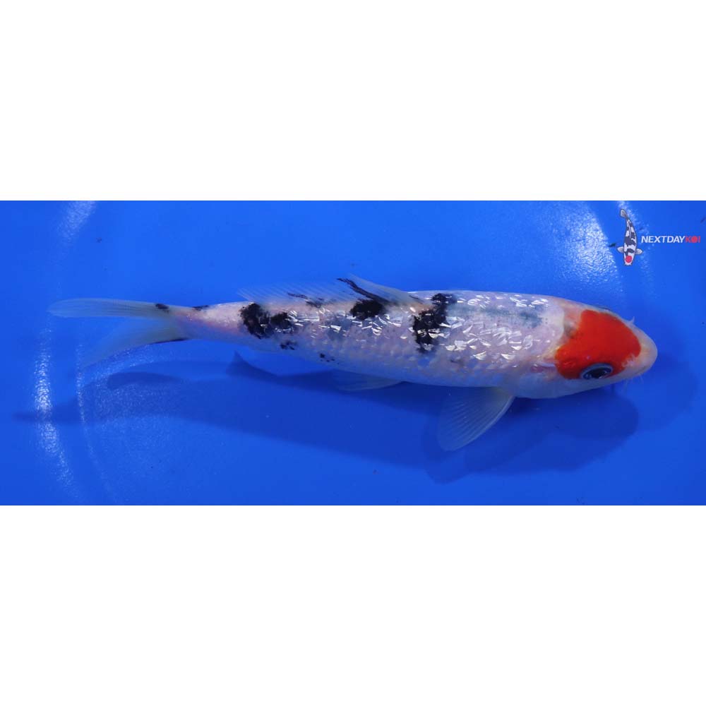 6” Imported Gin Rin Sanke