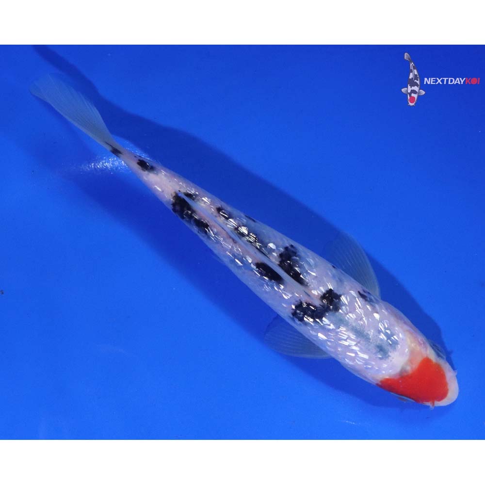 6” Imported Gin Rin Sanke