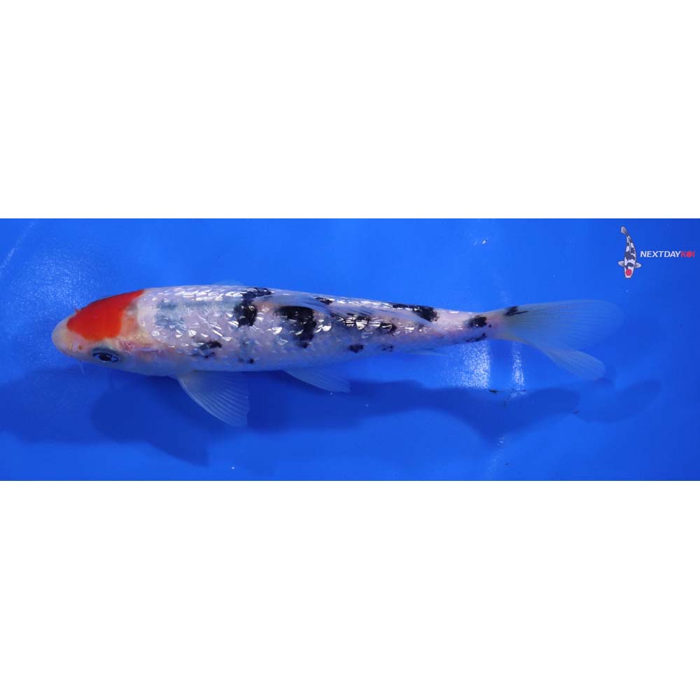 6” Imported Gin Rin Sanke