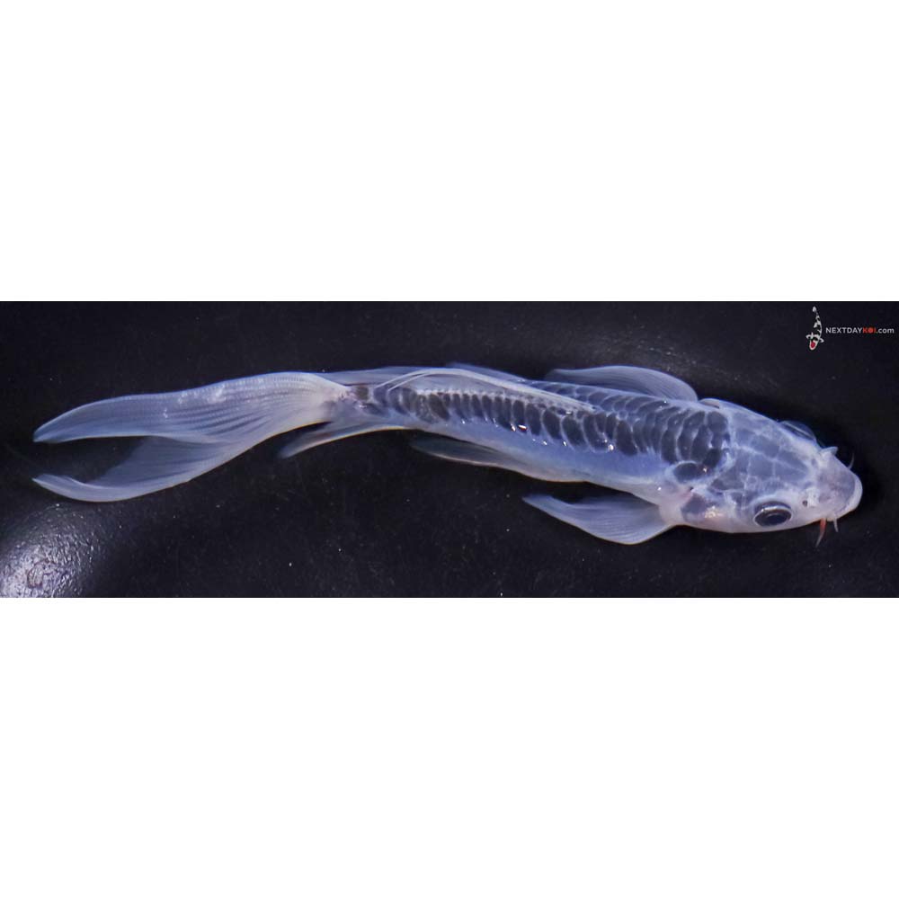 6” Imported Shusui Butterfly Koi