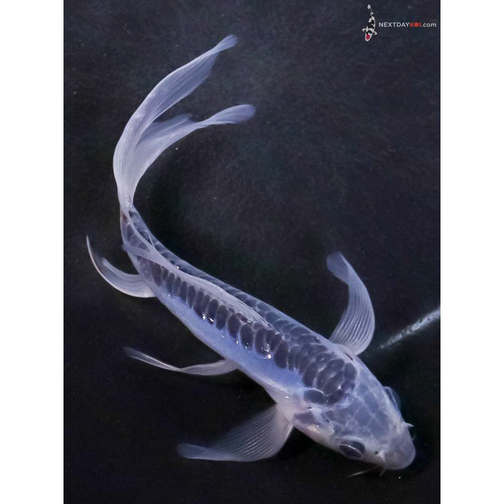 6” Imported Shusui Butterfly Koi