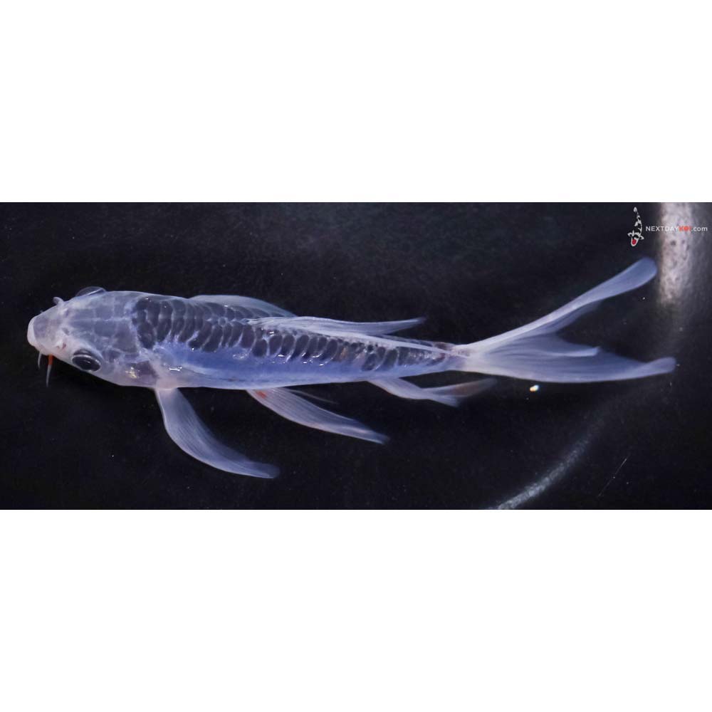 6” Imported Shusui Butterfly Koi