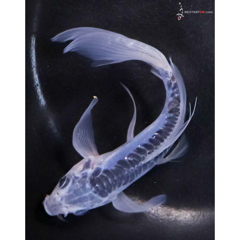 6” Imported Shusui Butterfly Koi