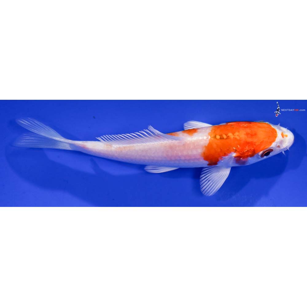 4” Imported Hariwake