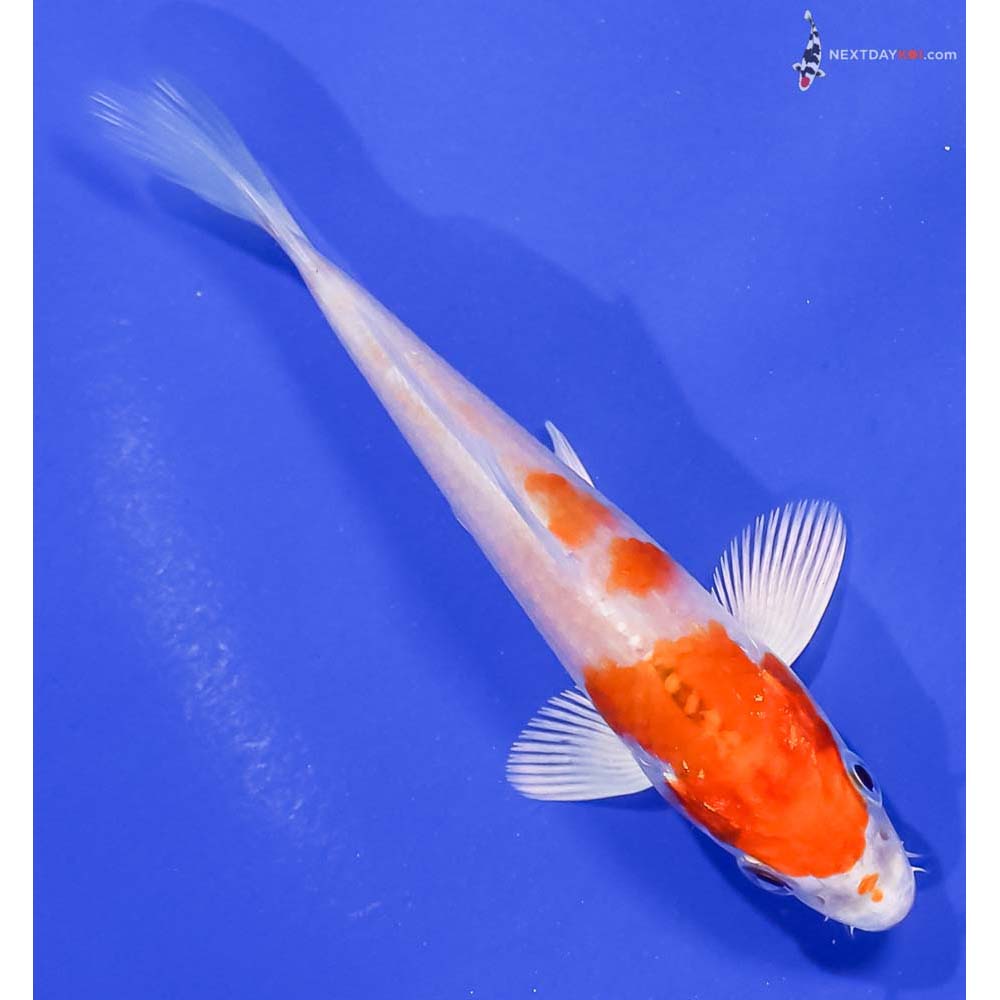 4” Imported Hariwake