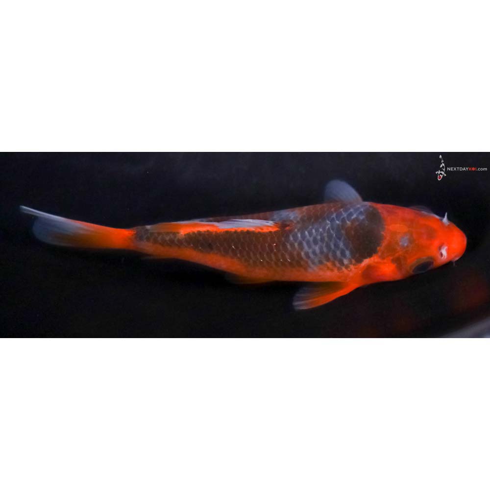 4.5” Imported Asagi