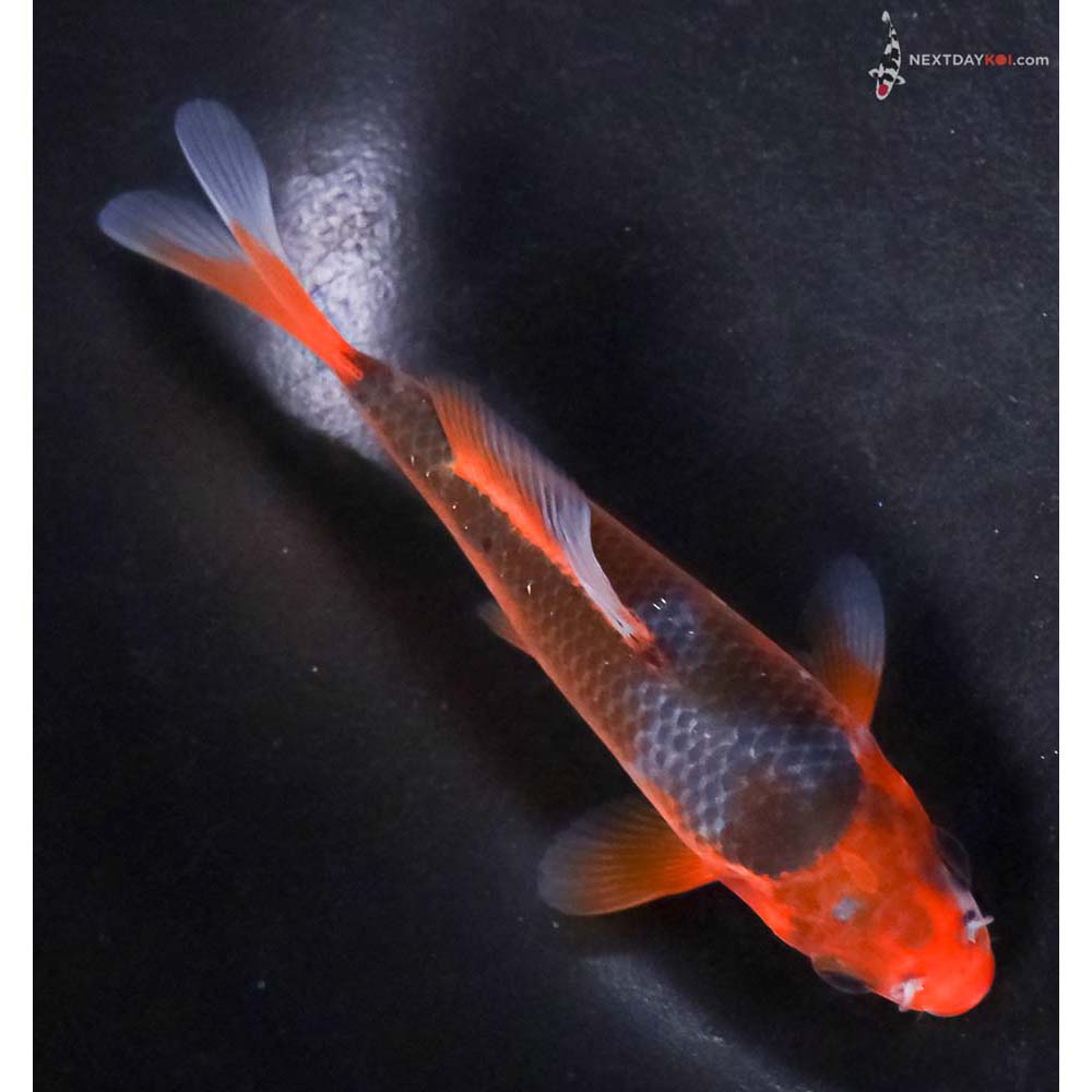 4.5” Imported Asagi