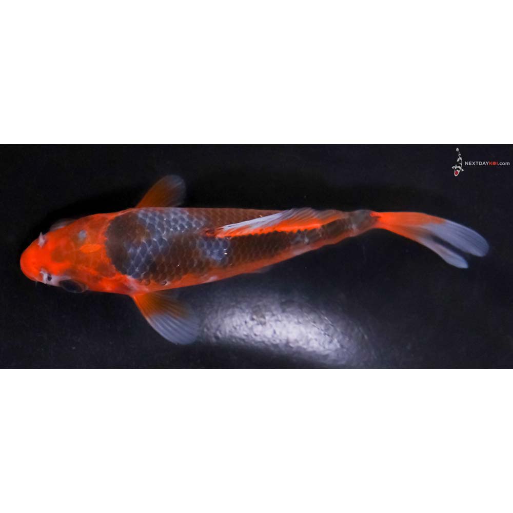 4.5” Imported Asagi