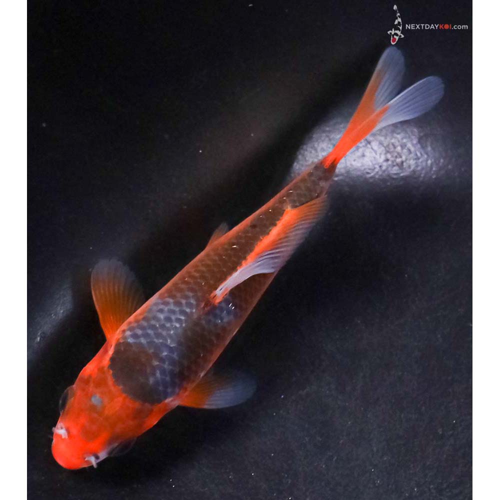 4.5” Imported Asagi