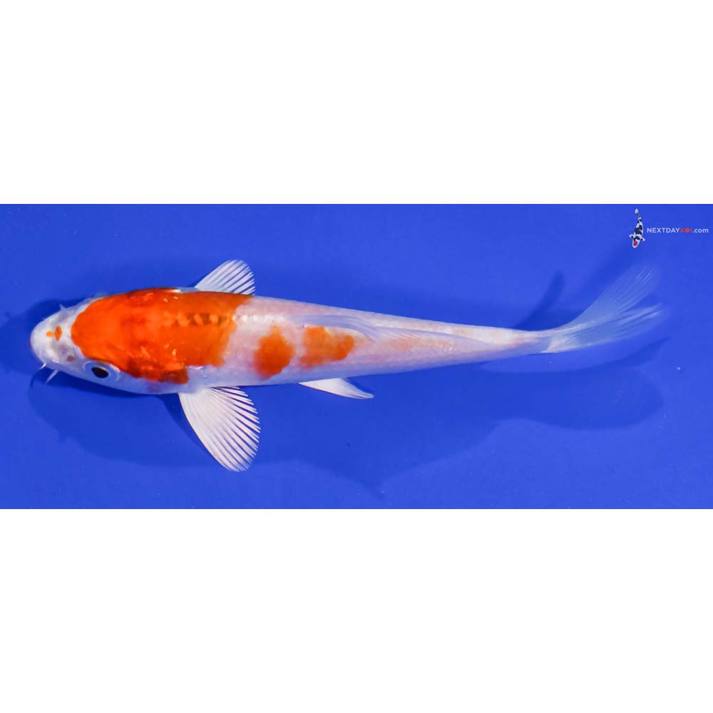 4” Imported Hariwake