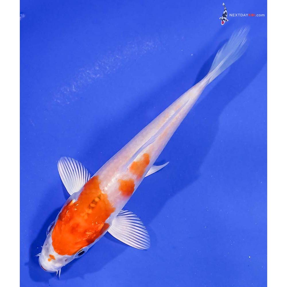 4” Imported Hariwake