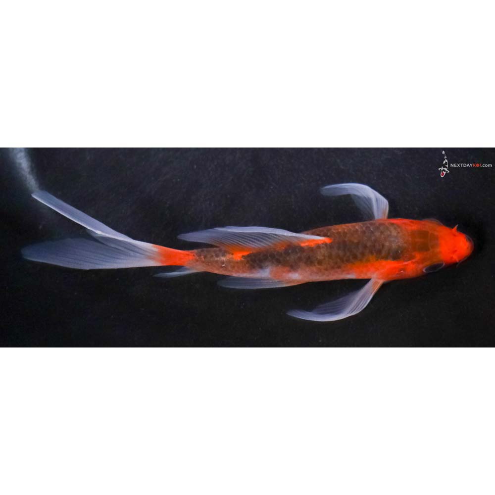 5” Imported Goromo Butterfly Koi