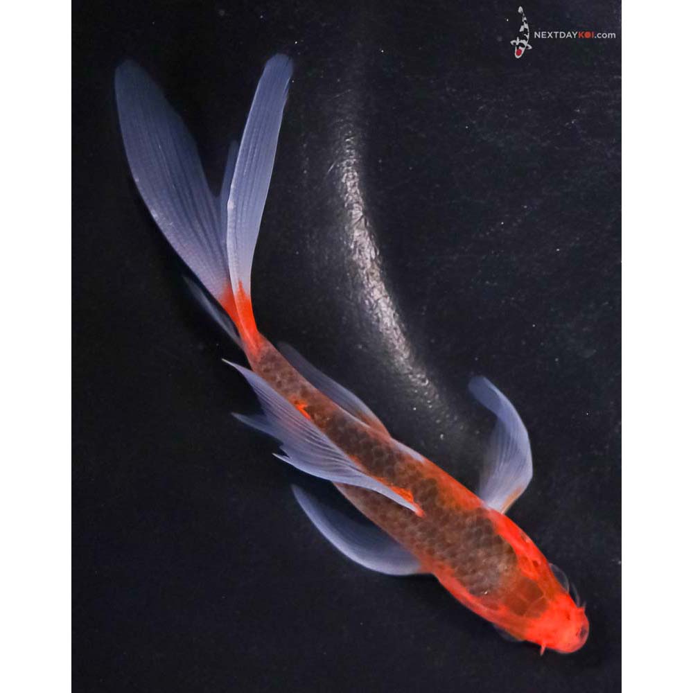 5” Imported Goromo Butterfly Koi
