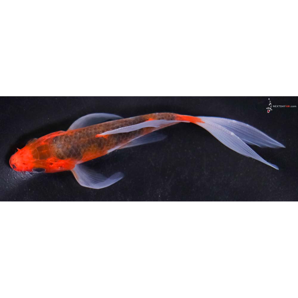 5” Imported Goromo Butterfly Koi