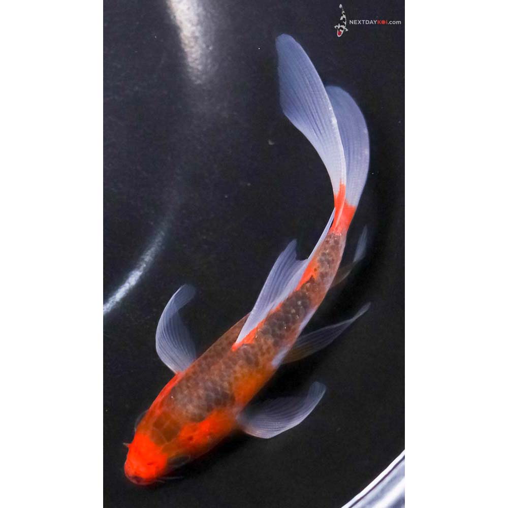 5” Imported Goromo Butterfly Koi