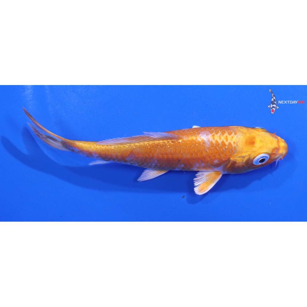 4” Imported Hariwake