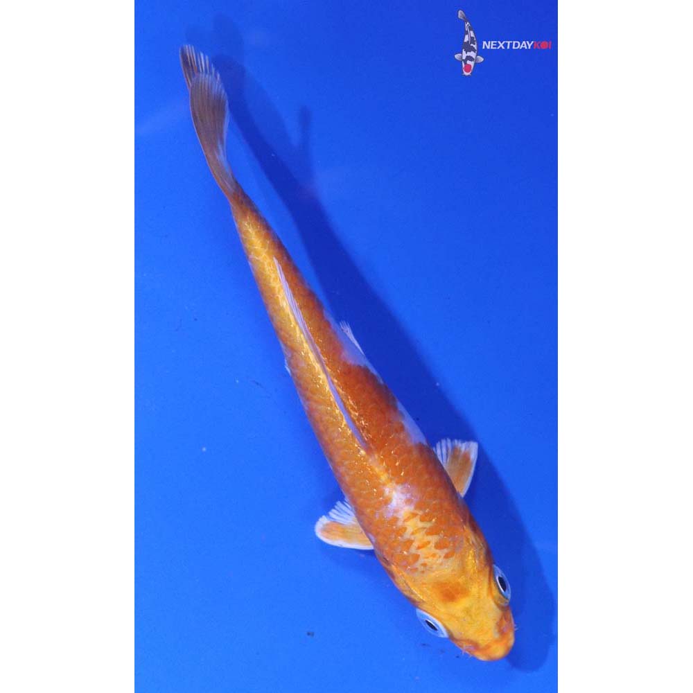 4” Imported Hariwake