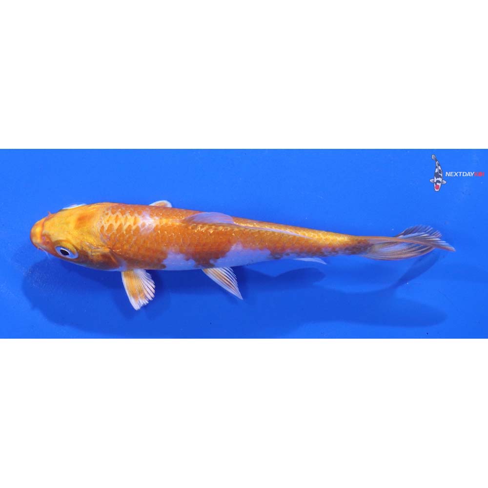 4” Imported Hariwake