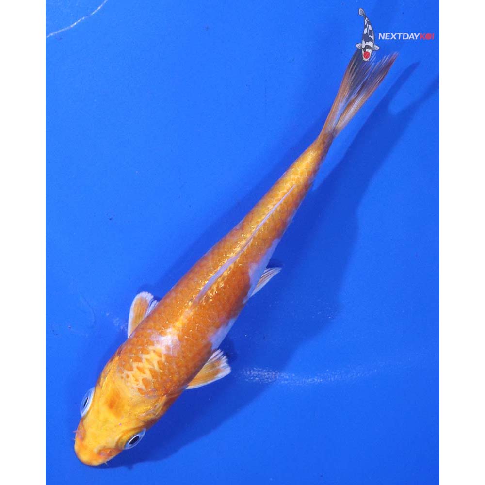4” Imported Hariwake