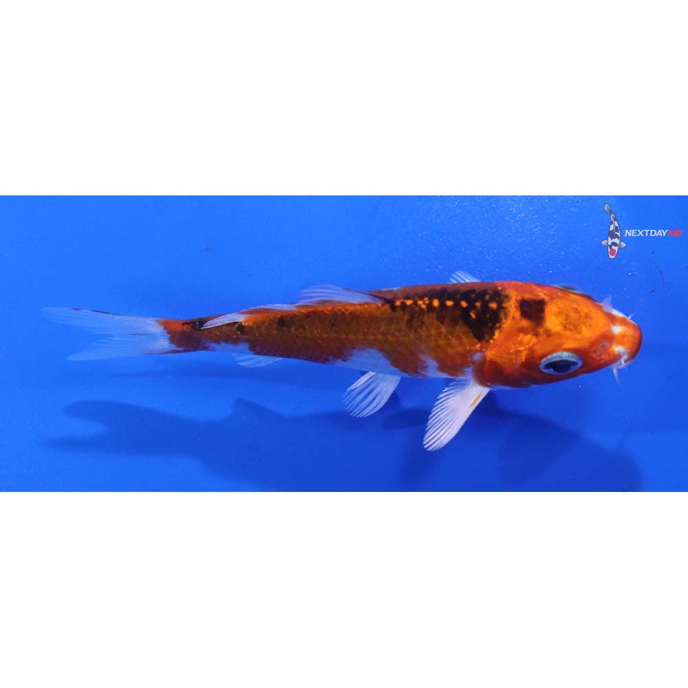 4” Imported Kujaku