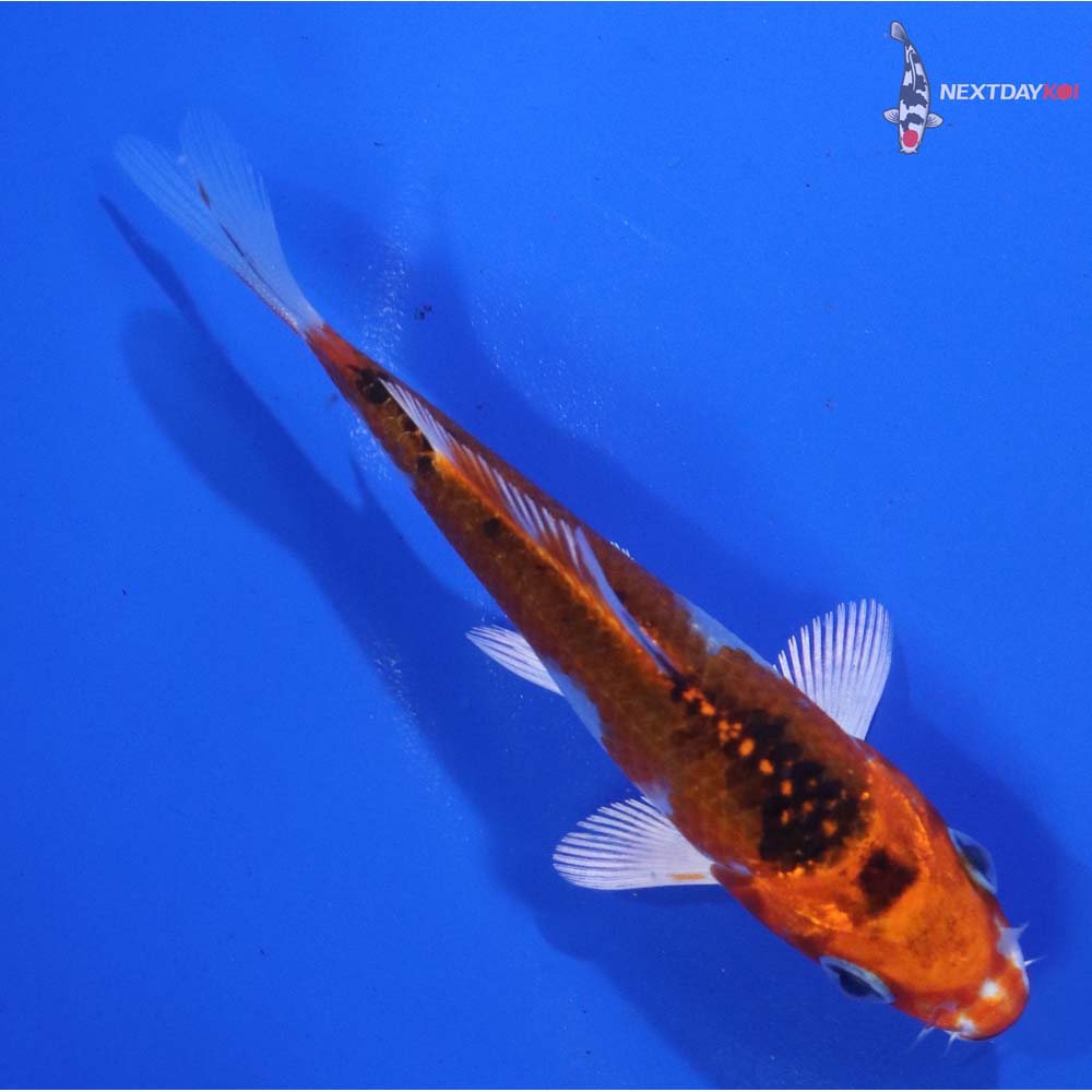 4” Imported Kujaku