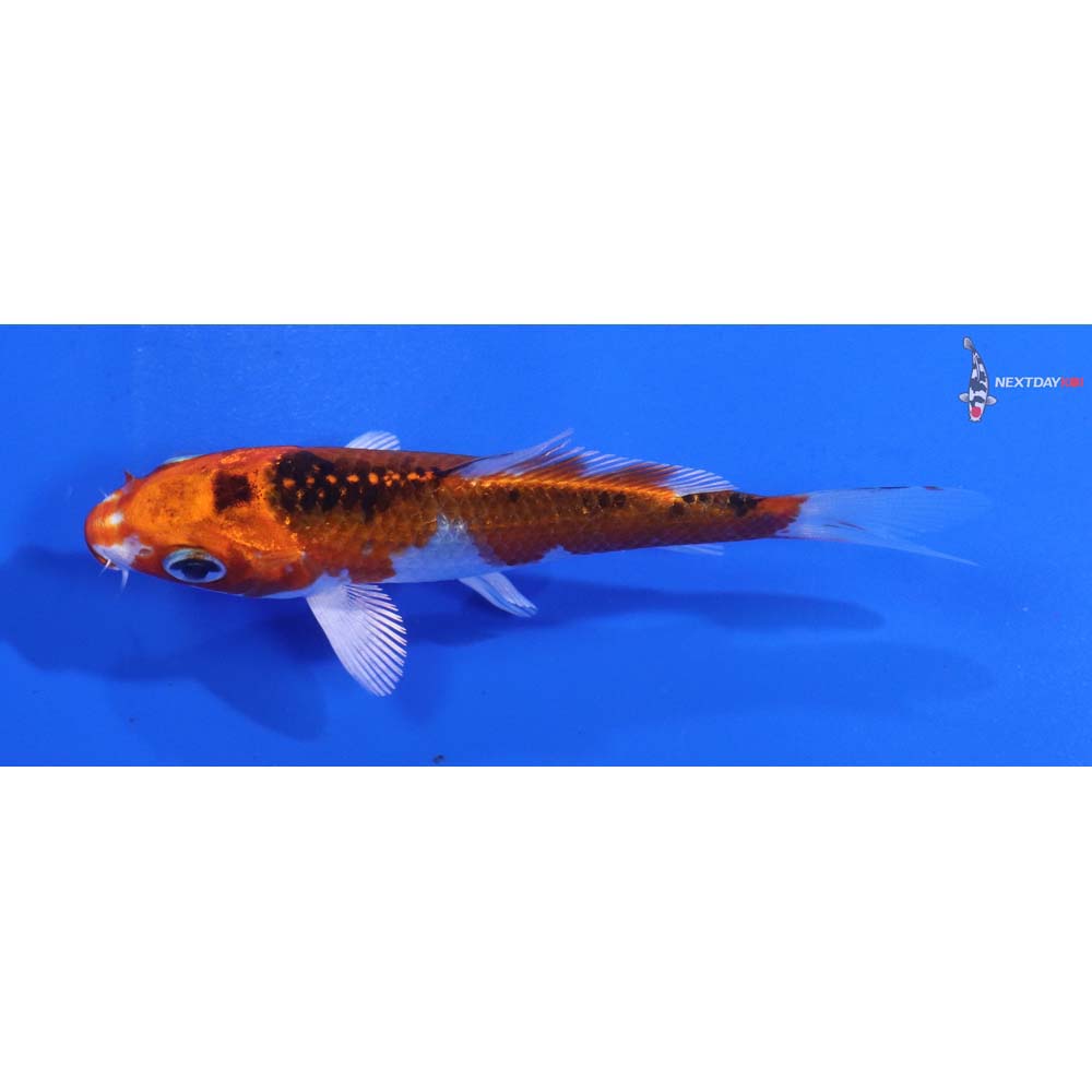 4” Imported Kujaku