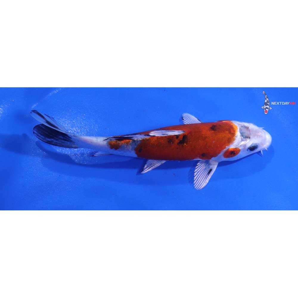 4.5” Imported Yamato Nishiki