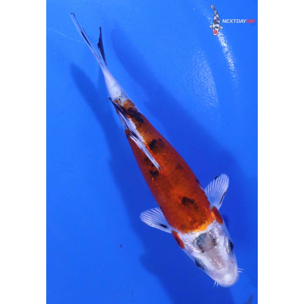 4.5” Imported Yamato Nishiki