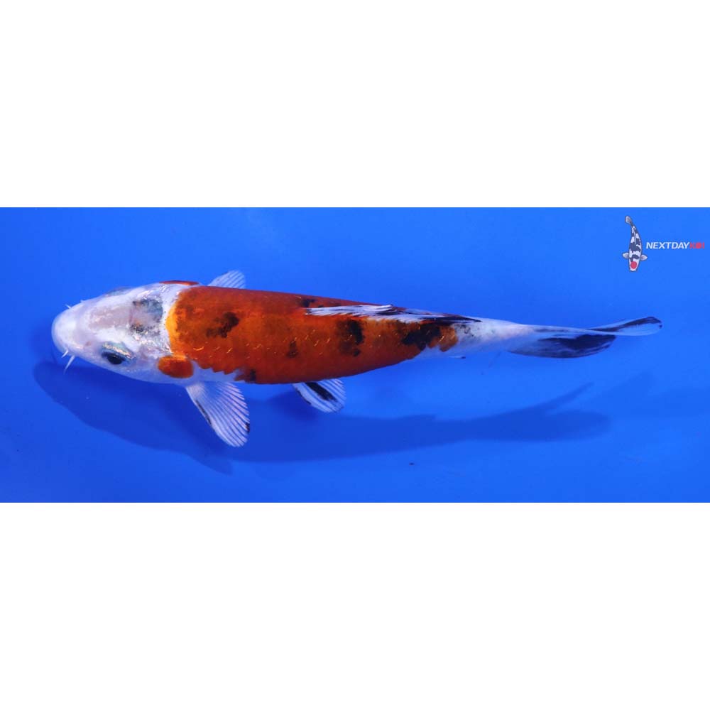 4.5” Imported Yamato Nishiki