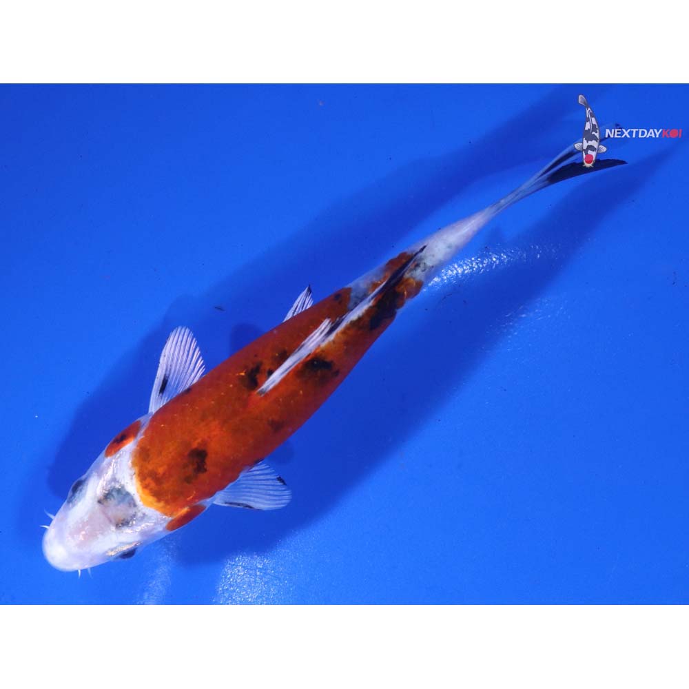 4.5” Imported Yamato Nishiki