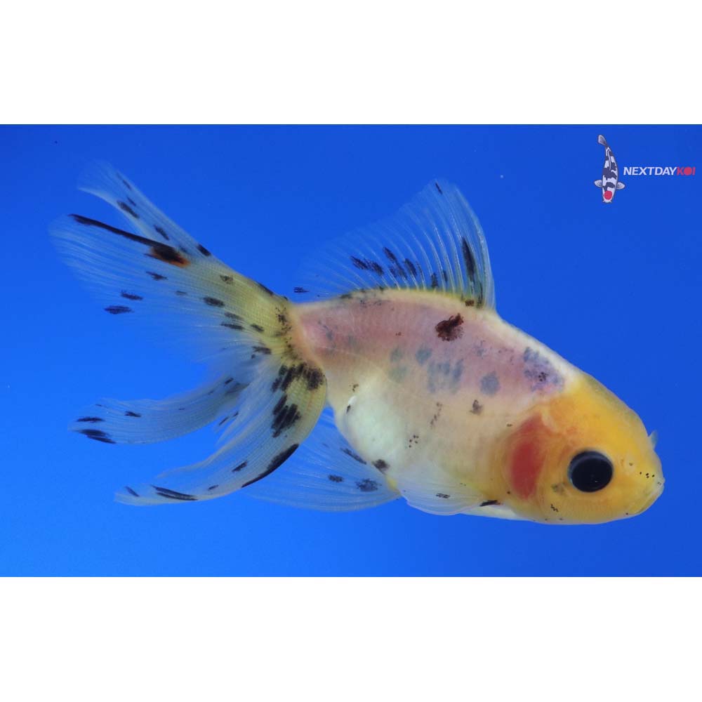 3.5” Imported Calico Fantail