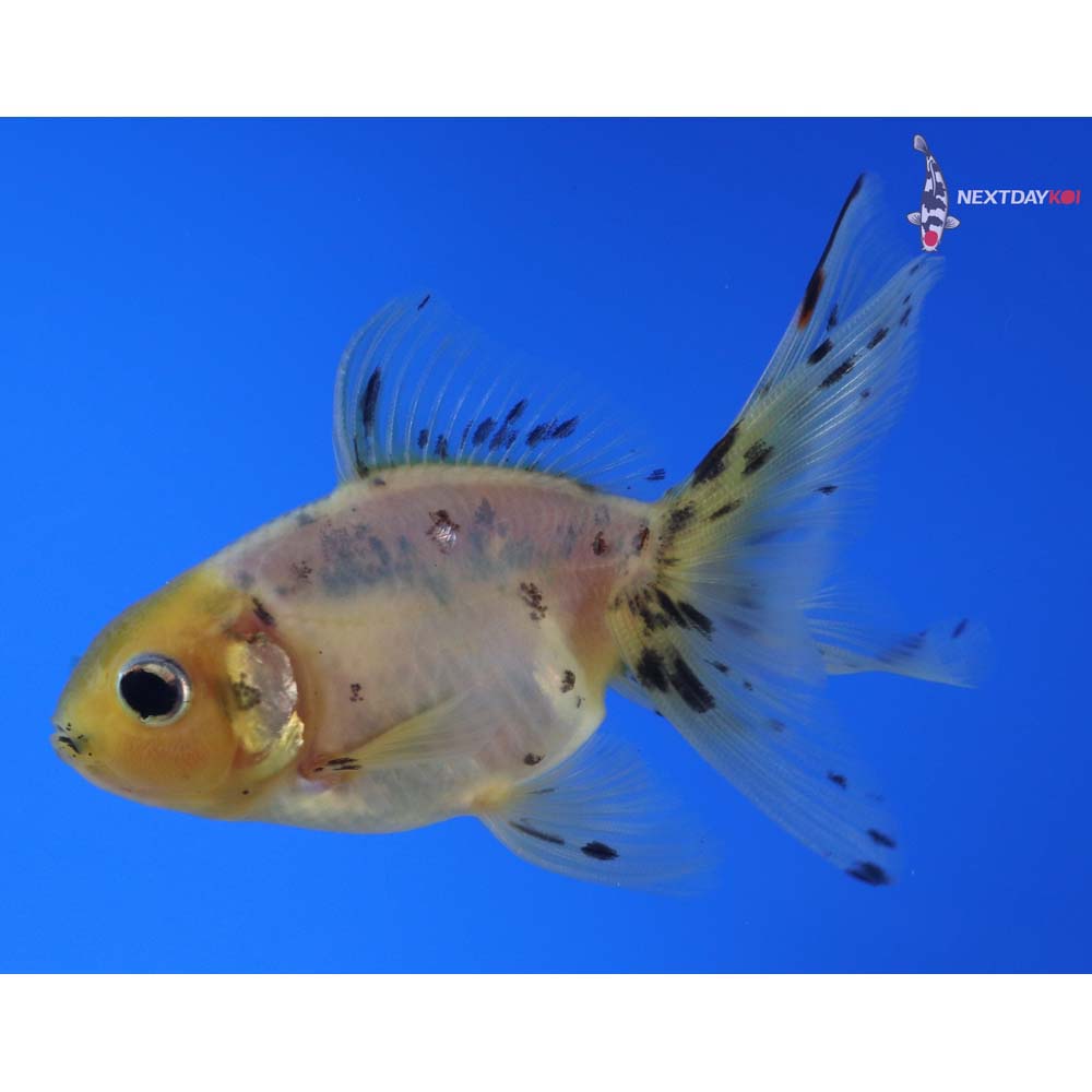 3.5” Imported Calico Fantail